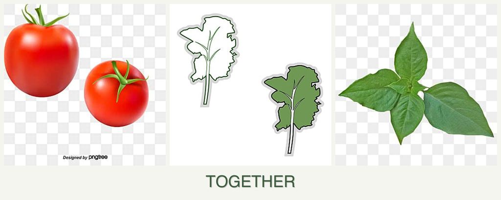 Can you plant tomatoes, kale and basil together?