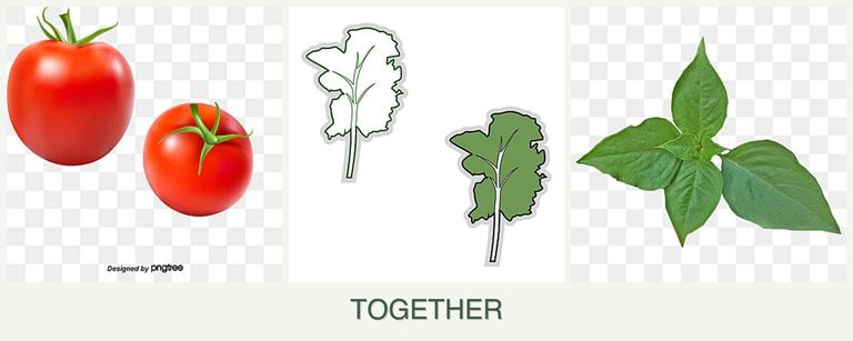 Can you plant tomatoes, kale and basil together?