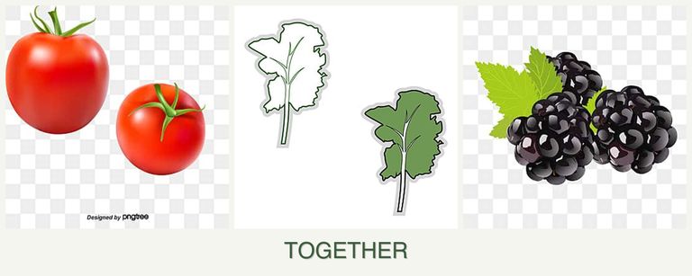 Can you plant tomatoes, kale and blackberries together?