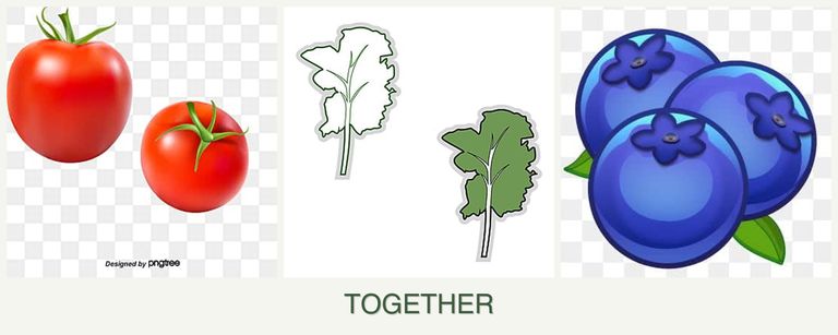 Can you plant tomatoes, kale and blueberries together?