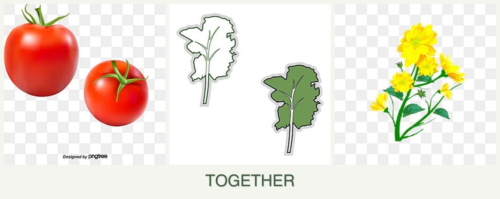 Can you plant tomatoes, kale and calendula together?