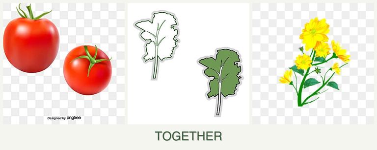 Can you plant tomatoes, kale and calendula together?