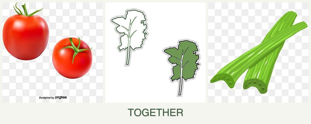 Can you plant tomatoes, kale and celery together?