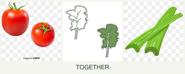 Can you plant tomatoes, kale and celery together?