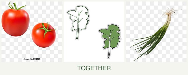 Can you plant tomatoes, kale and chives together?