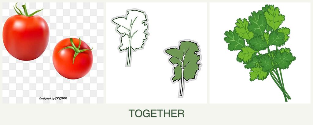 Can you plant tomatoes, kale and cilantro together?