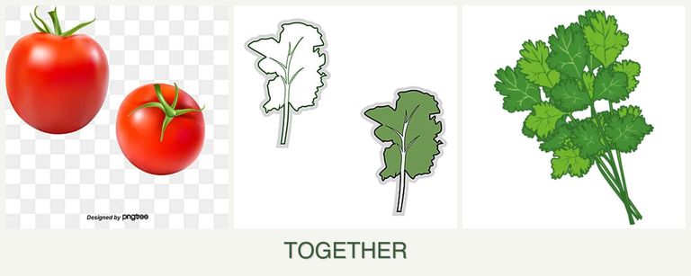 Can you plant tomatoes, kale and cilantro together?