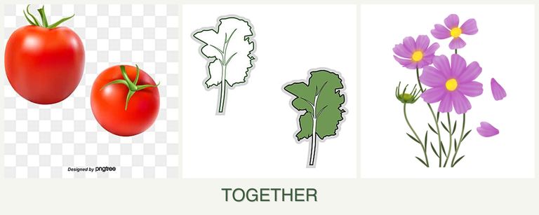 Can you plant tomatoes, kale and cosmos together?