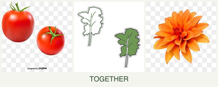 Can you plant tomatoes, kale and dahlias together?