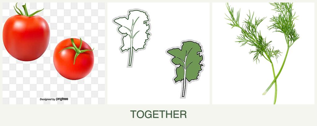 Can you plant tomatoes, kale and dill together?