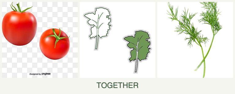 Can you plant tomatoes, kale and dill together?