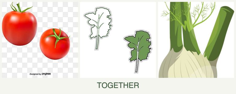 Can you plant tomatoes, kale and fennel together?