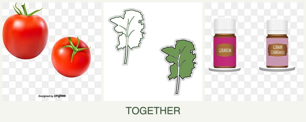 Can you plant tomatoes, kale and geraniums together?