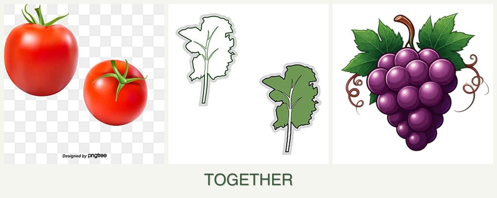 Can you plant tomatoes, kale and grapes together?