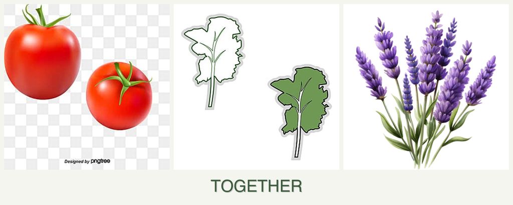 Can you plant tomatoes, kale and lavender together?