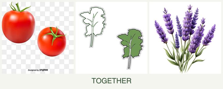 Can you plant tomatoes, kale and lavender together?