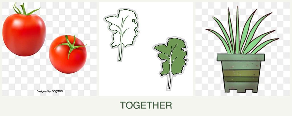 Can you plant tomatoes, kale and lemongrass together?