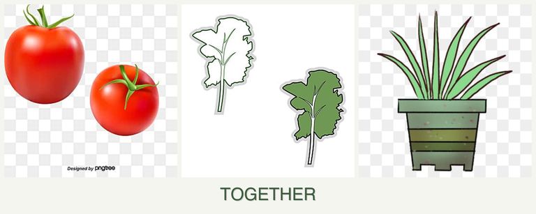 Can you plant tomatoes, kale and lemongrass together?