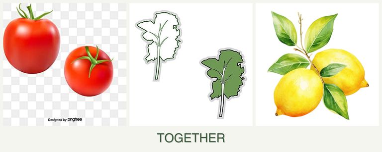 Can you plant tomatoes, kale and lemons together?