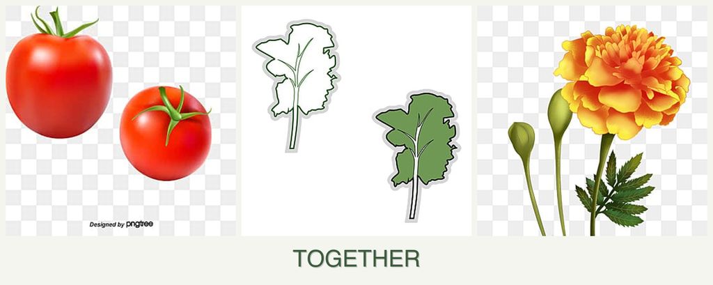 Can you plant tomatoes, kale and marigolds together?