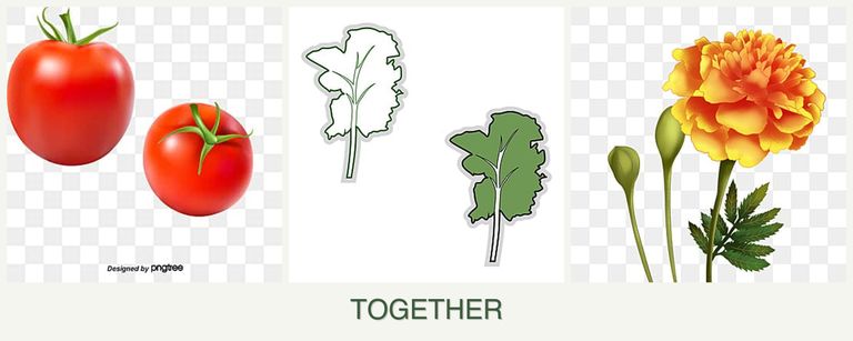 Can you plant tomatoes, kale and marigolds together?