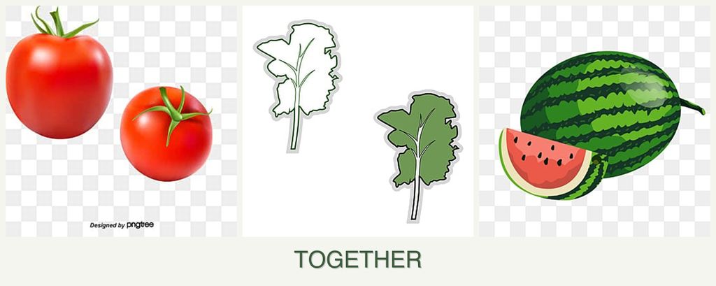 Can you plant tomatoes, kale and melons together?
