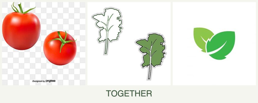 Can you plant tomatoes, kale and mint together?