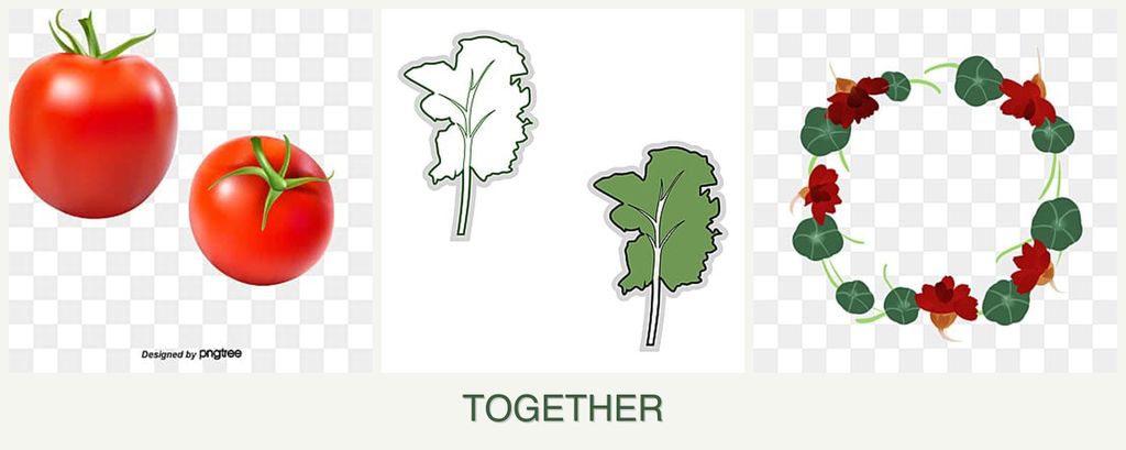 Can you plant tomatoes, kale and nasturtiums together?