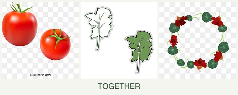 Can you plant tomatoes, kale and nasturtiums together?