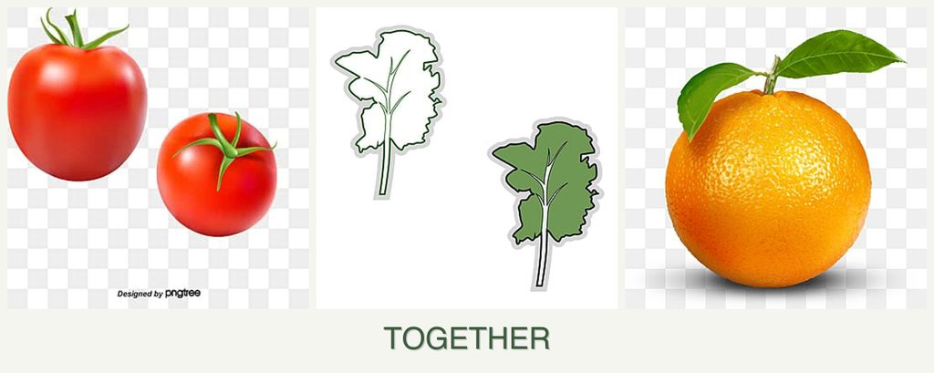 Can you plant tomatoes, kale and oranges together?