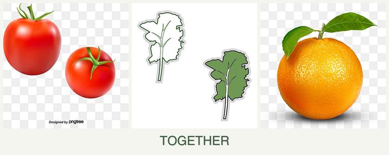 Can you plant tomatoes, kale and oranges together?