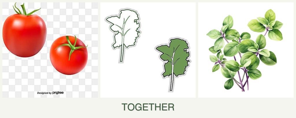 Can you plant tomatoes, kale and oregano together?