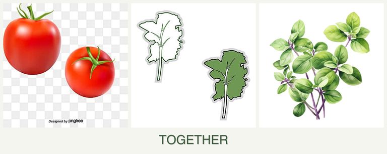 Can you plant tomatoes, kale and oregano together?