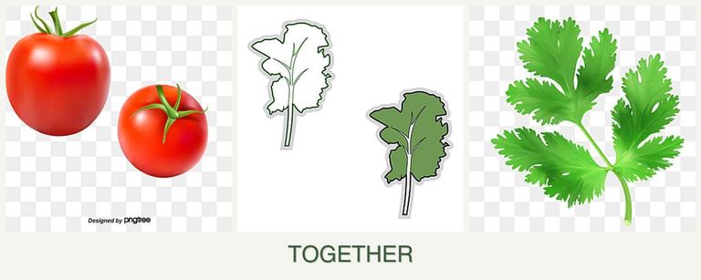 Can you plant tomatoes, kale and parsley together?