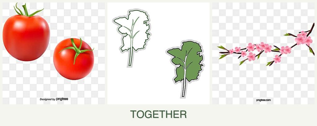 Can you plant tomatoes, kale and peaches together?
