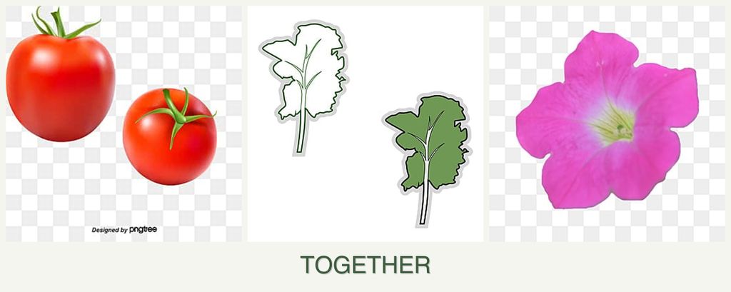 Can you plant tomatoes, kale and petunias together?