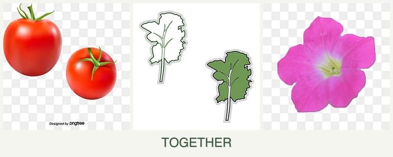 Can you plant tomatoes, kale and petunias together?