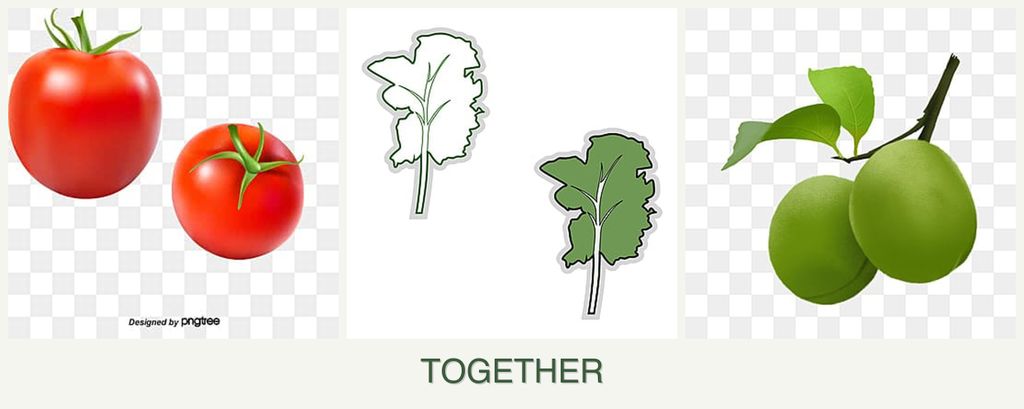 Can you plant tomatoes, kale and plums together?