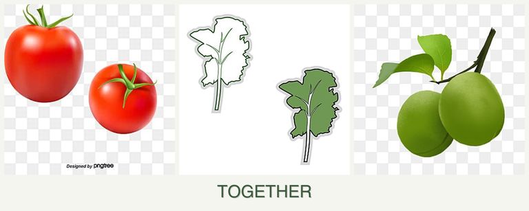 Can you plant tomatoes, kale and plums together?