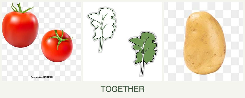 Can you plant tomatoes, kale and potatoes together?