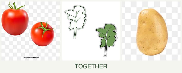 Can you plant tomatoes, kale and potatoes together?