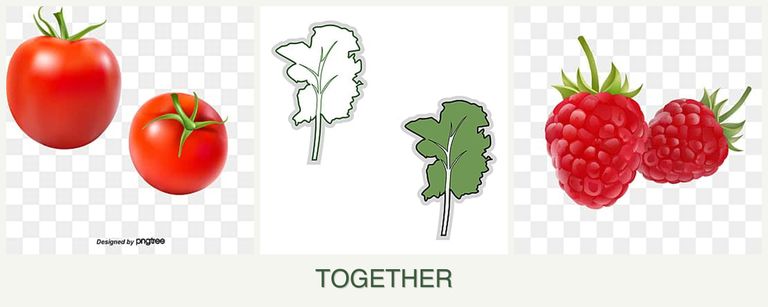 Can you plant tomatoes, kale and raspberries together?