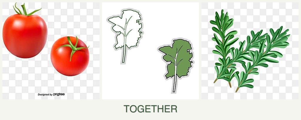 Can you plant tomatoes, kale and rosemary together?