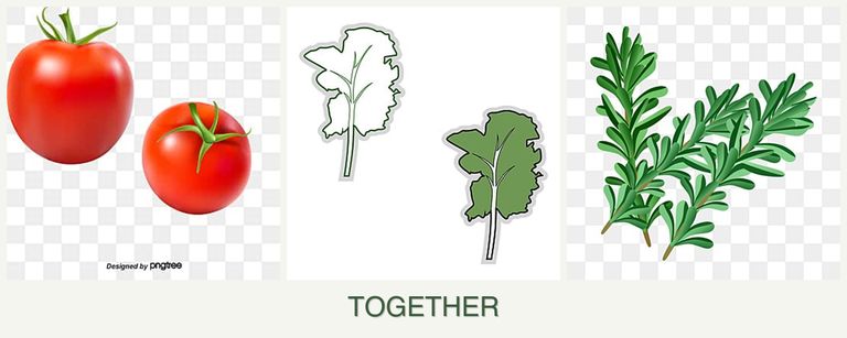 Can you plant tomatoes, kale and rosemary together?