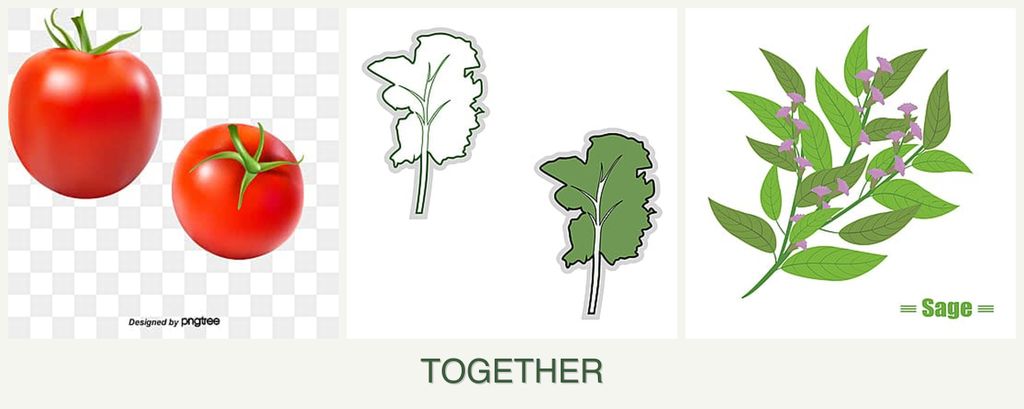 Can you plant tomatoes, kale and sage together?