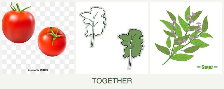Can you plant tomatoes, kale and sage together?
