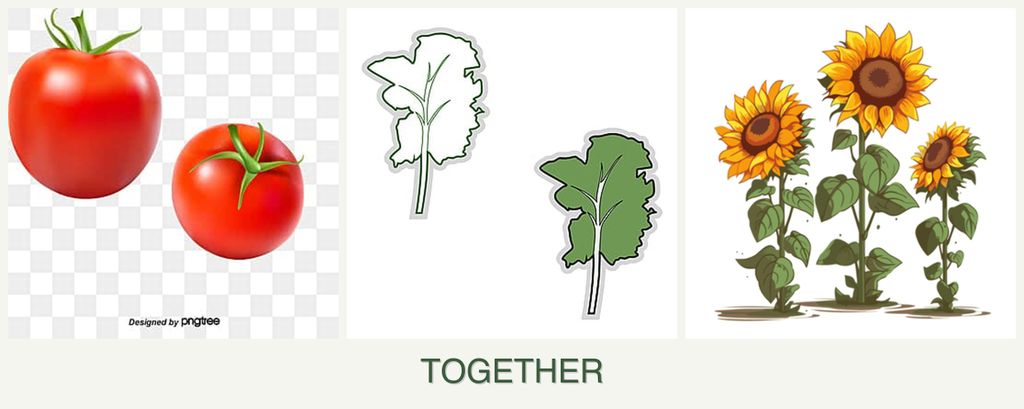 Can you plant tomatoes, kale and sunflowers together?