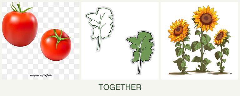 Can you plant tomatoes, kale and sunflowers together?