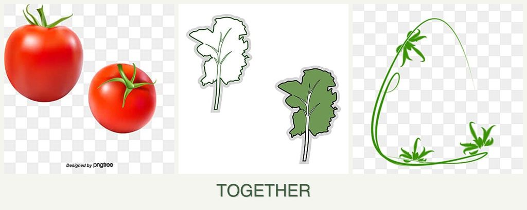 Can you plant tomatoes, kale and tarragon together?