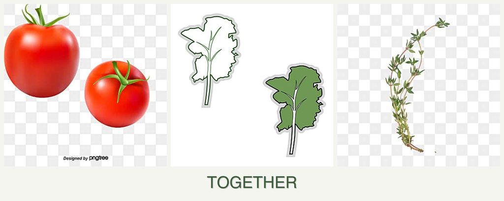 Can you plant tomatoes, kale and thyme together?